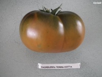 Tomate Thorburns Terra Cotta.jpg