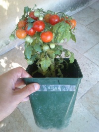 Tomate Vilma cherry-1.jpg