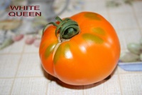 Tomate Zolotaja Tjoðtða.jpg