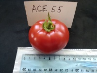 Tomate ace 55 vf-1.jpg