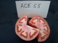 Tomate ace 55 vf-2.jpg