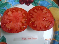 Tomate aker s west Virginia.jpg