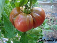 Tomate aker s west Virginia black-1.jpg