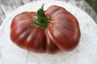 Tomate aker s west Virginia black-2.jpg