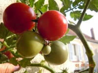 Tomate al-kuffa tomato.jpg