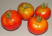 Tomate alice roosevelt.jpg