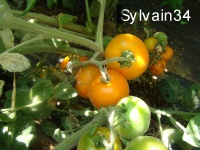 Tomate allure op-1.jpg