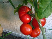 Tomate altajsky urozajnij.jpg