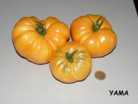 Tomate amana orange-1.jpg