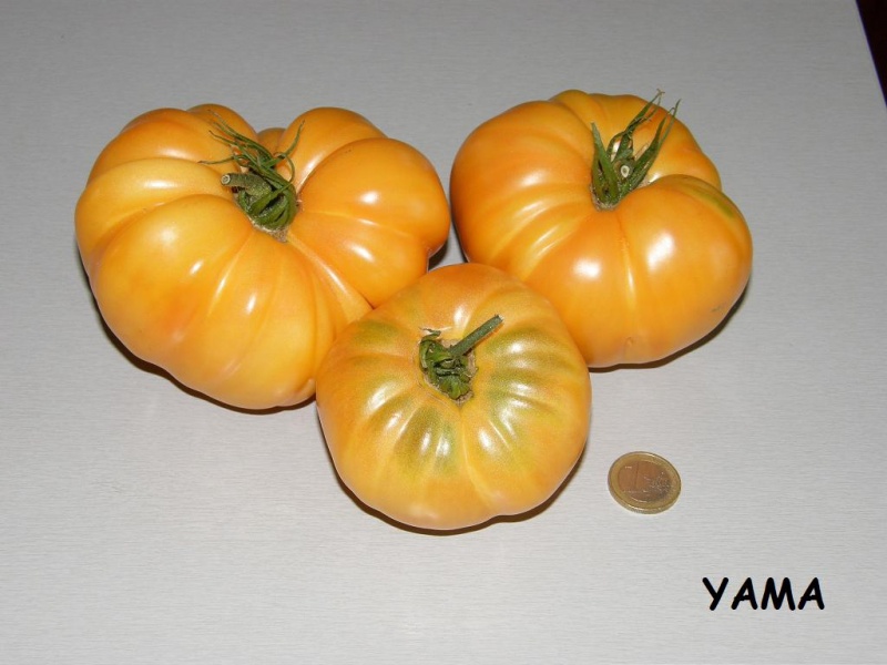 Fichier:Tomate amana orange-1.jpg