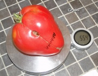 Tomate amana pink-1.jpg