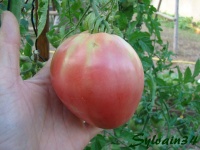 Tomate amana pink.jpg