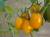 Tomate amish gold.jpg