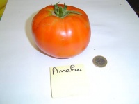 Tomate anahu-2.jpg
