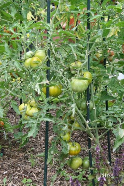 Fichier:Tomate ananas verte-1.jpg