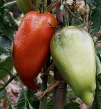 Tomate andine cornue-1.jpg