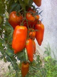 Tomate andine cornue-2.jpg