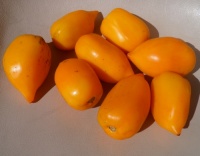 Tomate andine cornue jaune-1.jpg