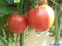 Tomate andizhanskie-1.jpg