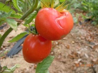 Tomate andizhanskie.jpg