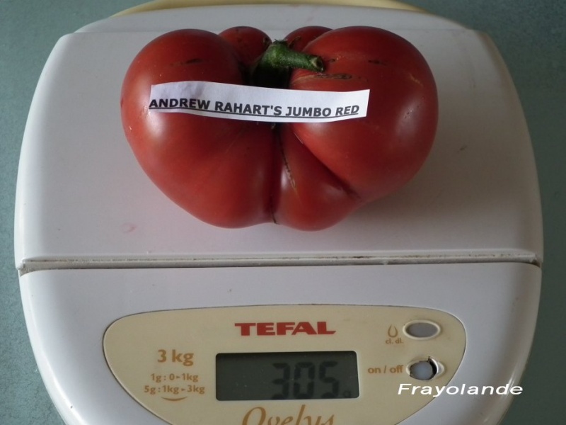 Fichier:Tomate andrew rahart’s jumbo red.jpg