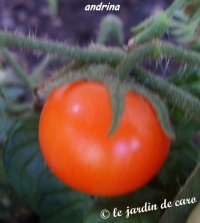 Tomate andrina op.jpg