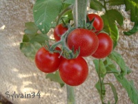 Tomate angora supersweet op.jpg