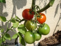 Tomate anna aasa op.jpg