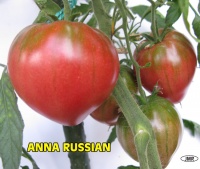 Tomate anna russian-1.jpg