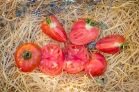 Tomate anna russian-2.jpg