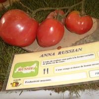 Tomate anna russian.jpg
