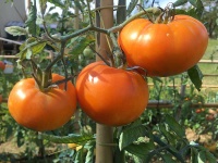 Tomate apfelsin orange op-2.jpg