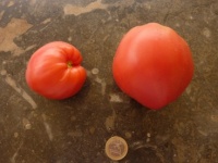 Tomate arina russian-1.jpg