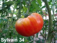 Tomate arkansas marvel-1.jpg