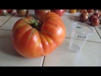 Tomate armenian op-1.jpg