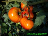 Tomate armenian op.jpg