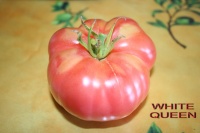 Tomate ashleigh-1.jpg