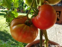 Tomate astrakhanskie-1.jpg