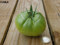 Tomate aunt ruby s german green-1.jpg
