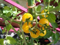 Tomate aunt rubys yellow cherry.jpg