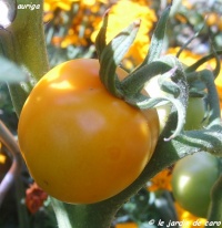Tomate auriga-1.jpg