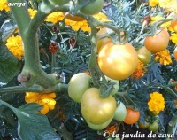 Tomate auriga-2.jpg