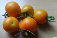 Tomate auriga.jpg