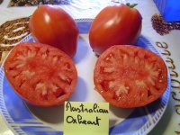 Tomate australian giant oxheart op.jpg