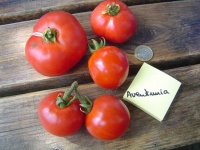 Tomate aventuniai.jpg