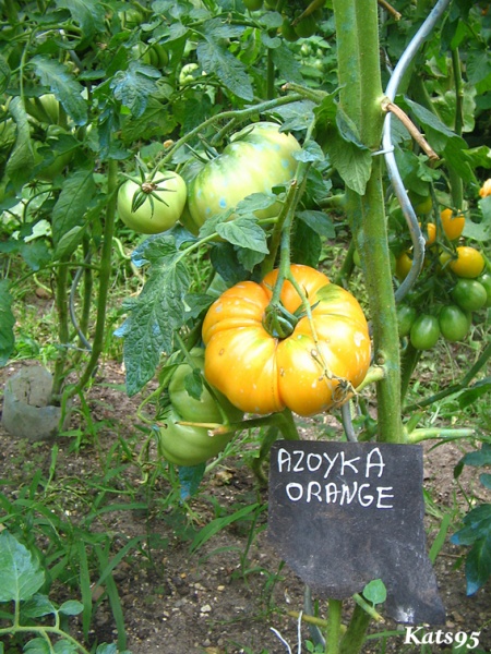 Fichier:Tomate azoychka op-1.jpg