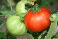 Tomate babuschka-1.jpg