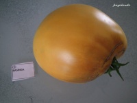 Tomate basinga op.jpg