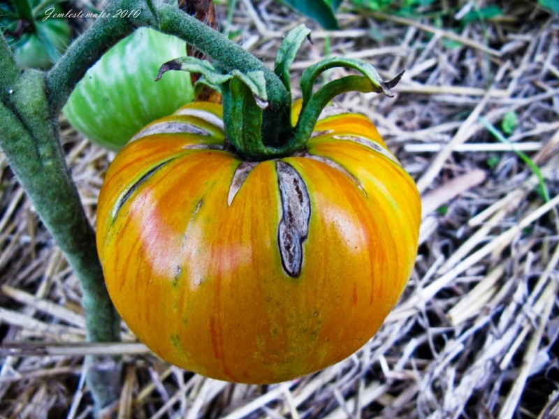 Fichier:Tomate beauty king op.jpg