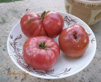 Tomate becker s blaue op.jpg